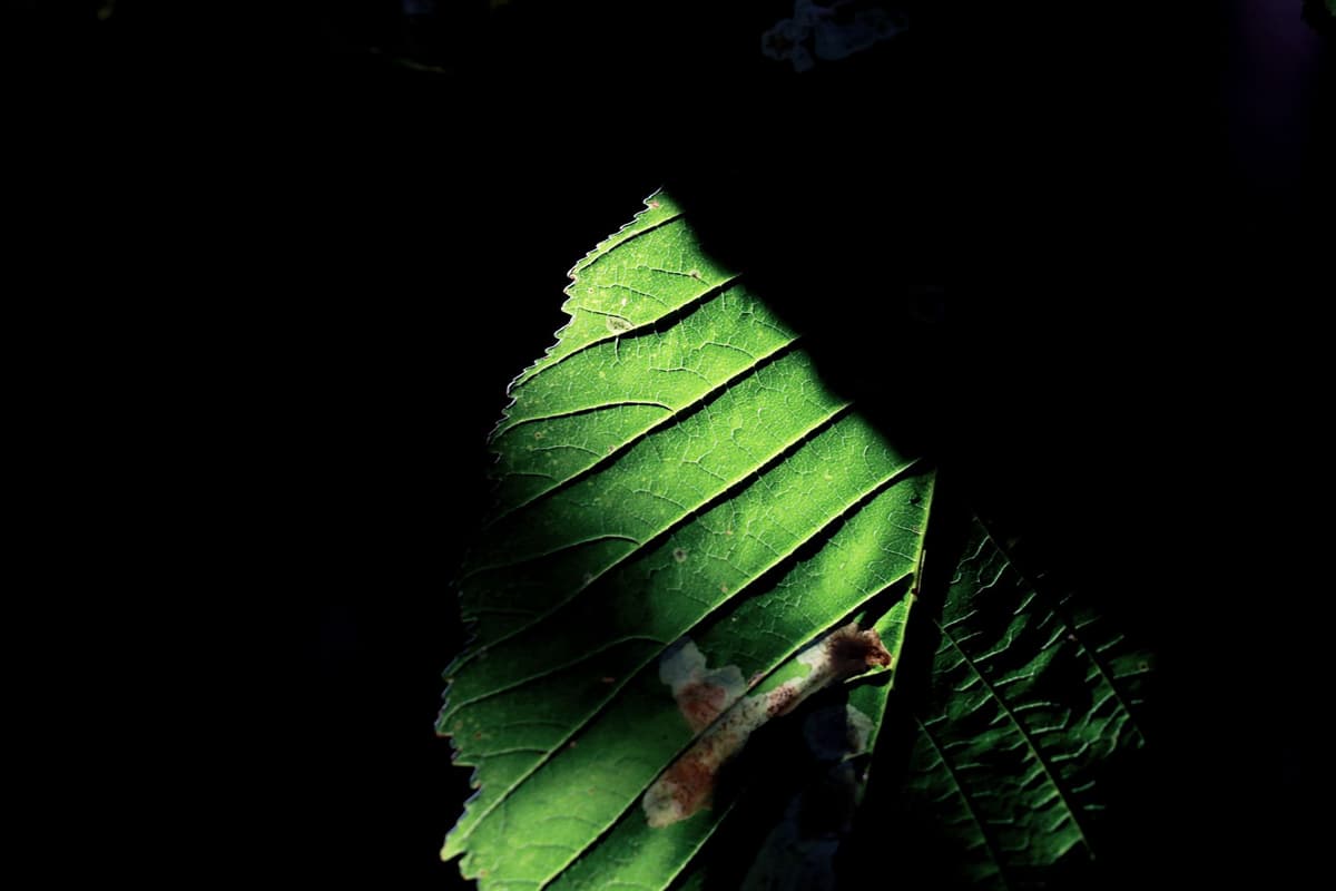 a single silver computer chip resting on a green leaf