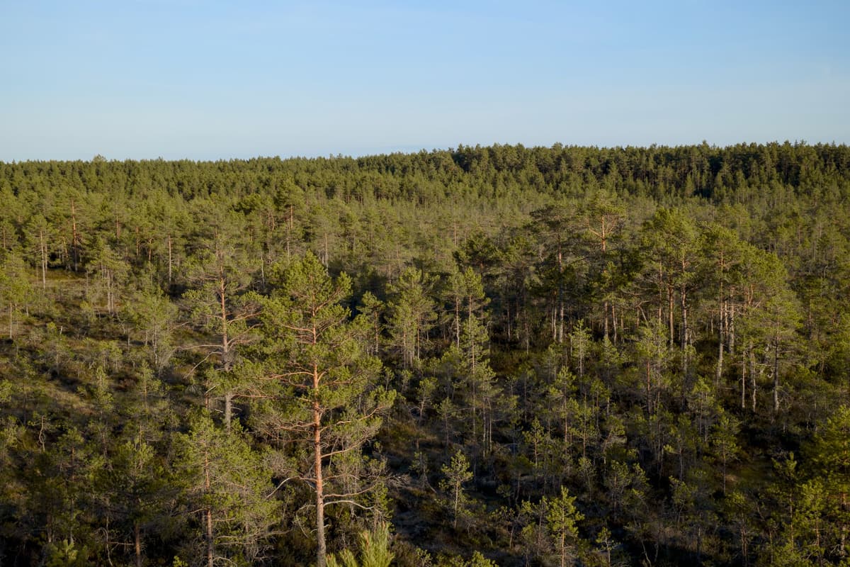 aerial view of dense swedish boreal pine forest