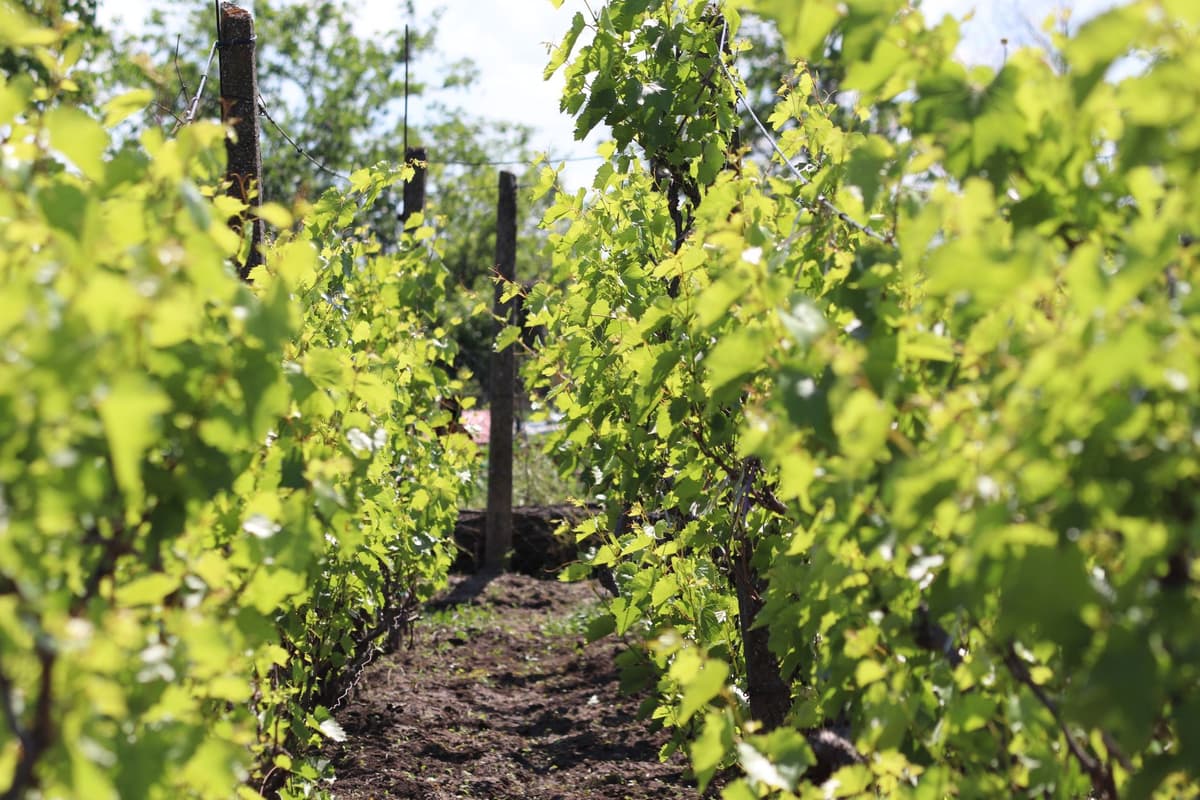 a row of gnarled uprooted grapevines stacked in a dusty field