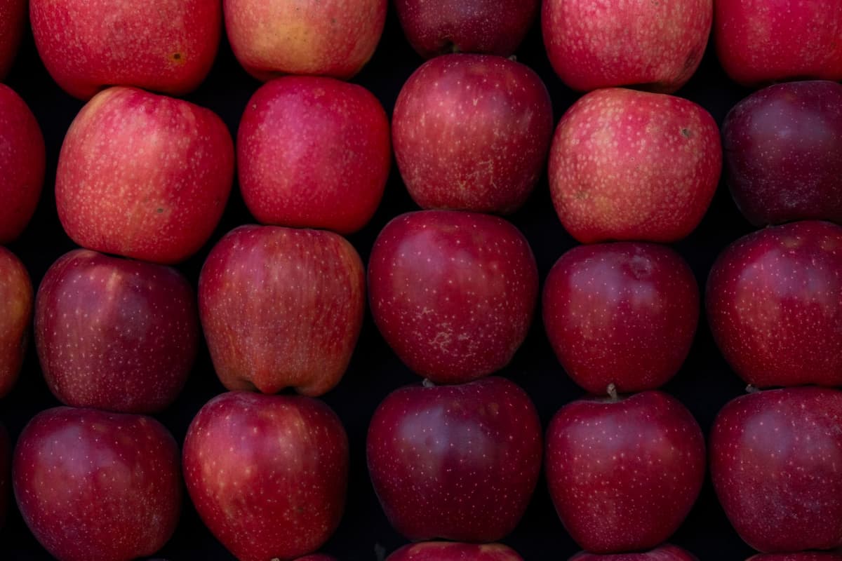 a high-speed optical sorter grading bright red apples