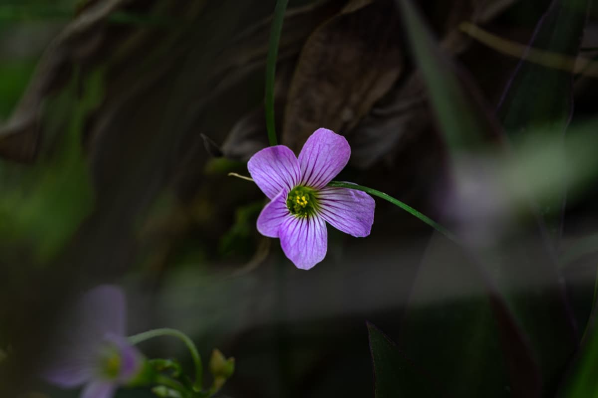 a tiny metallic flower blooming inside a glass tube