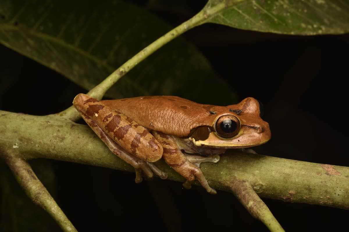 a green frog and brown toad sitting on a log