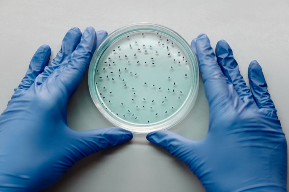 a high-tech laboratory petri dish next to a bale of hay
