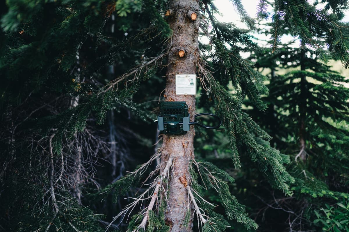a metal sensor taped to a tree trunk