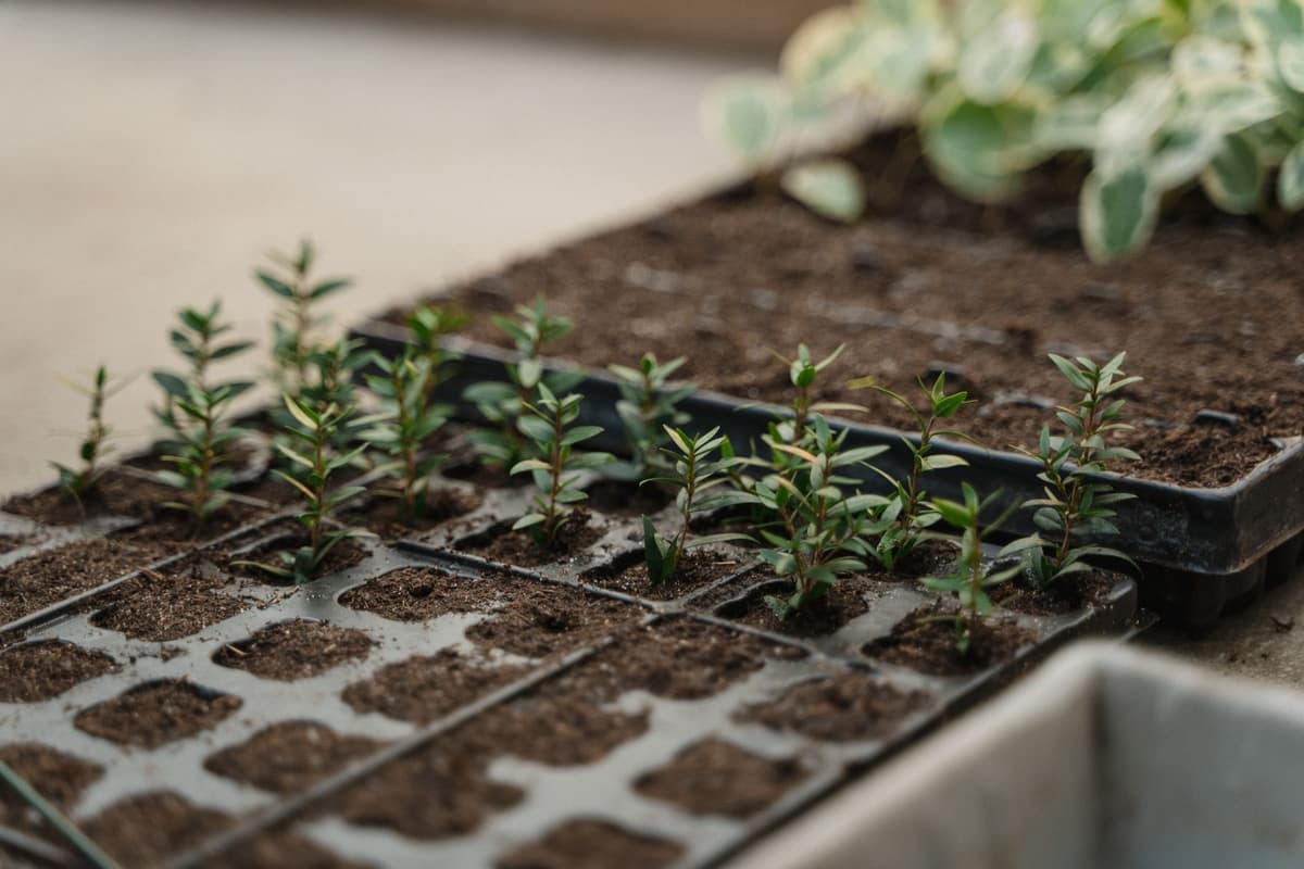 a single green sprout growing through a surgical tray